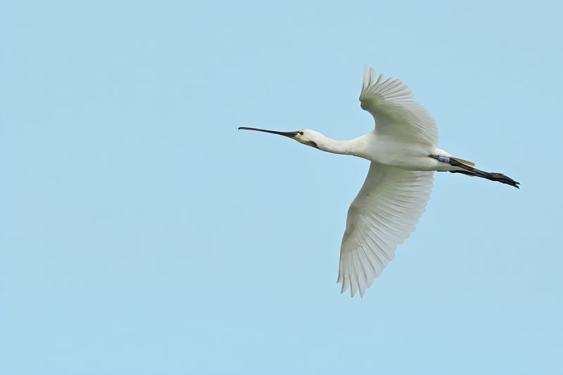 Eurasian Spoonbill (Platalea leucorodia)