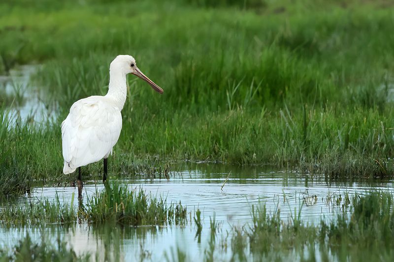 Eurasian Spoonbill (Platalea leucorodia)