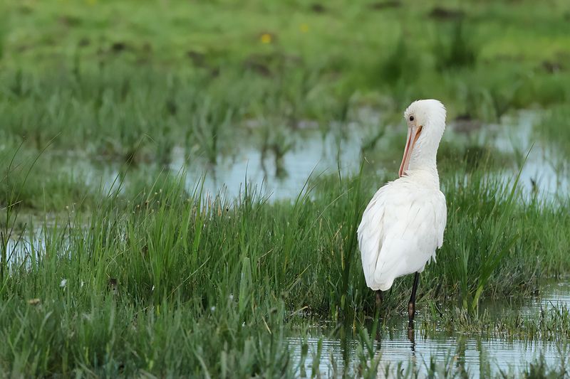 Eurasian Spoonbill (Platalea leucorodia)