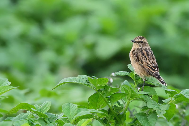 Whinchat (Saxicola rubetra)