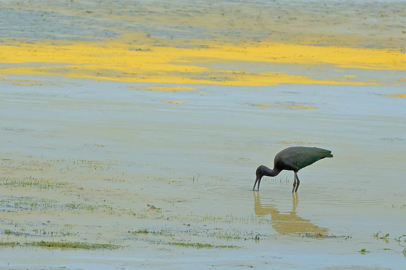 Glossy Ibis (Plegadis falcinellus)