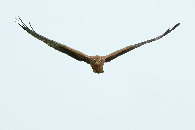 Montagu's Harrier (Circus pygargus)