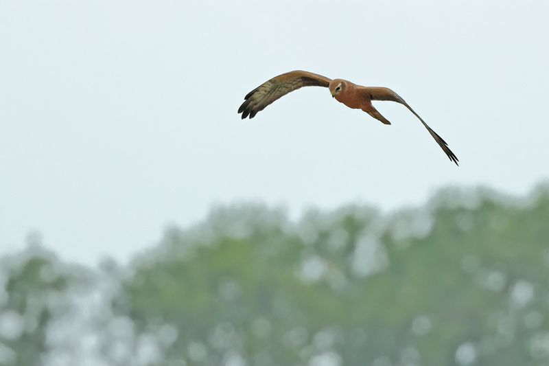 Montagu's Harrier (Circus pygargus)