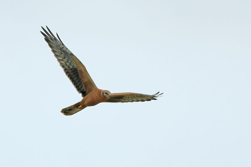 Montagu's Harrier (Circus pygargus)