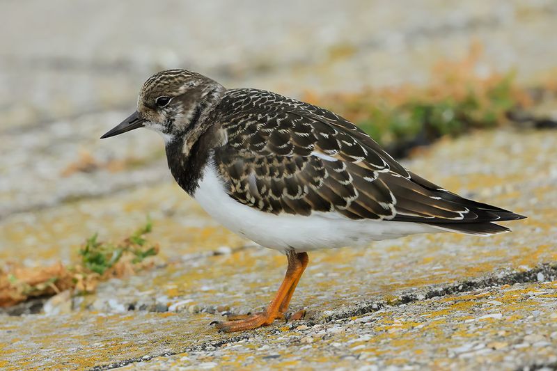 Ruddy Turnstone (Arenaria interpres)