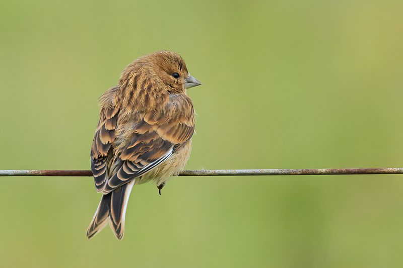 Linnet (Carduelis cannabina)
