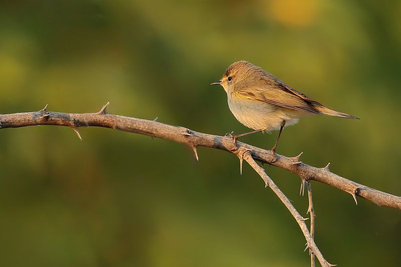 Siberian chiffchaff (Phylloscopus tristis) 