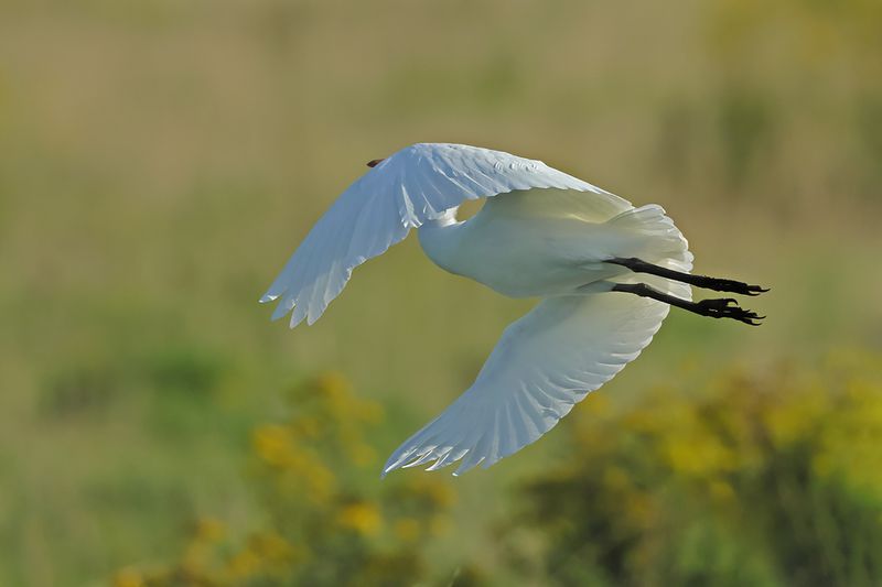 Cattle Egret (Bubulcus ibis)