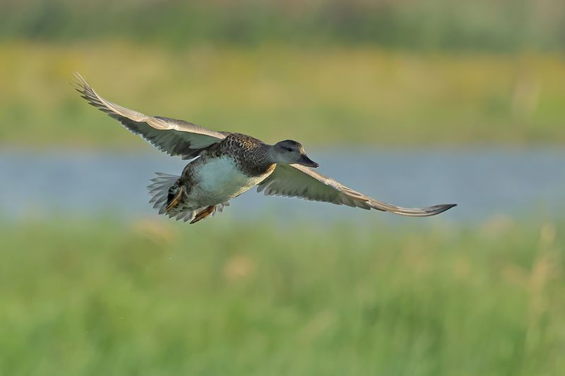 Gadwall (Anas strepera)