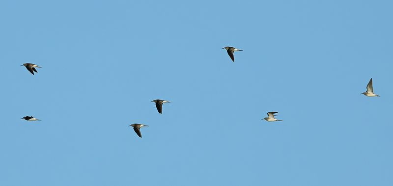 Green Sandpiper (Tringa ochropus) 