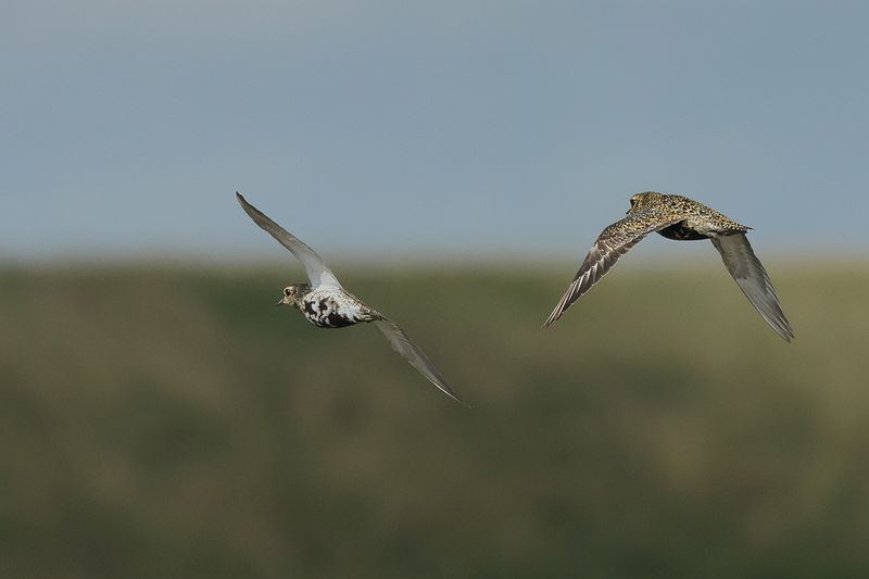 Eurasian Golden Plover (Pluvialis apricaria)	