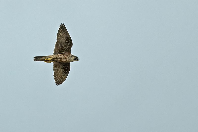 Peregrine Falcon (Falco peregrinus)