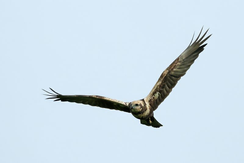 Western Marsh Harrier (Circus aeruginosus)