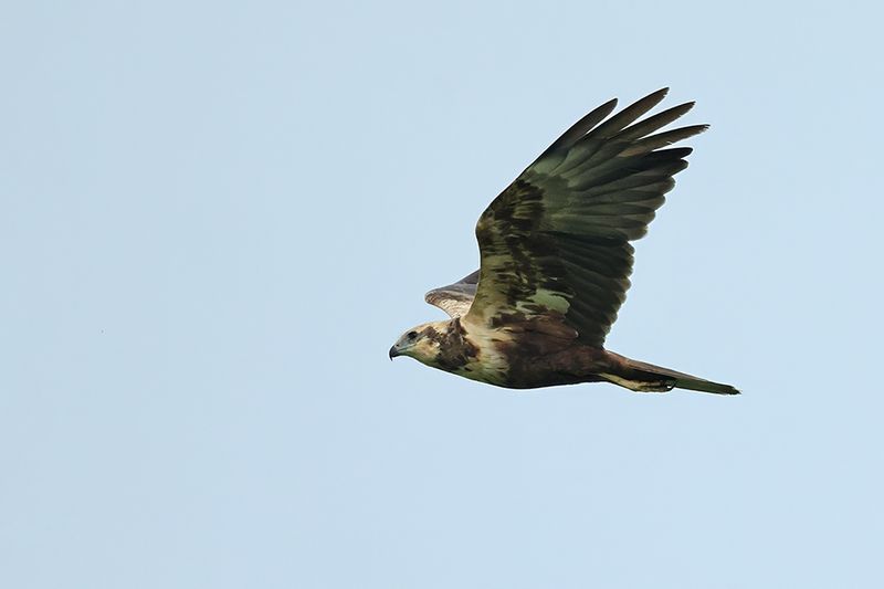 Western Marsh Harrier (Circus aeruginosus)