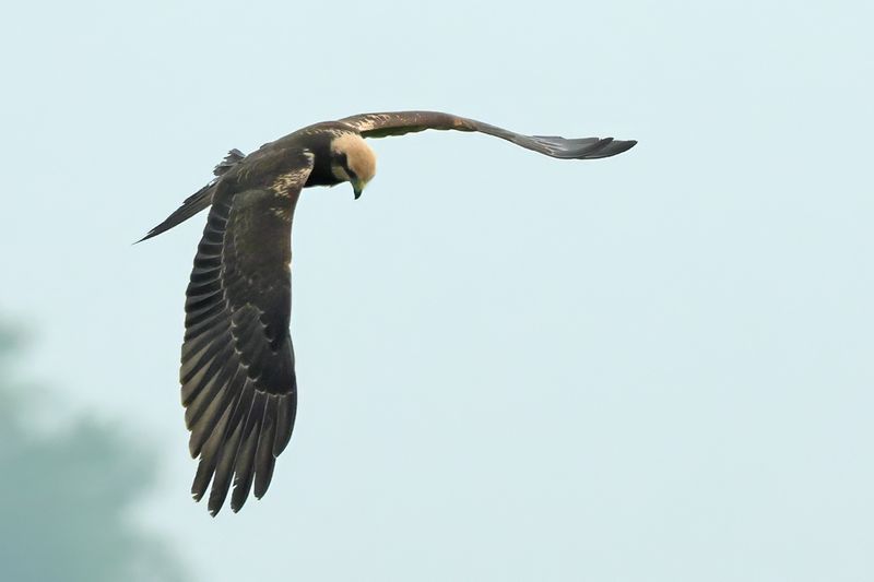Western Marsh Harrier (Circus aeruginosus)