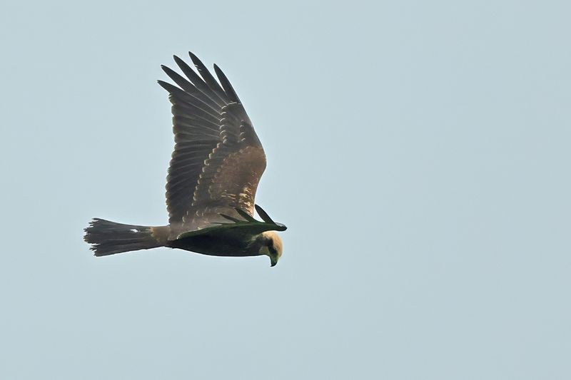 Western Marsh Harrier (Circus aeruginosus)