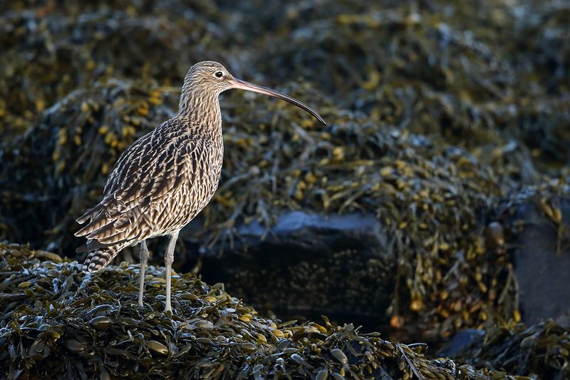 Curlew (Numenius arquata)