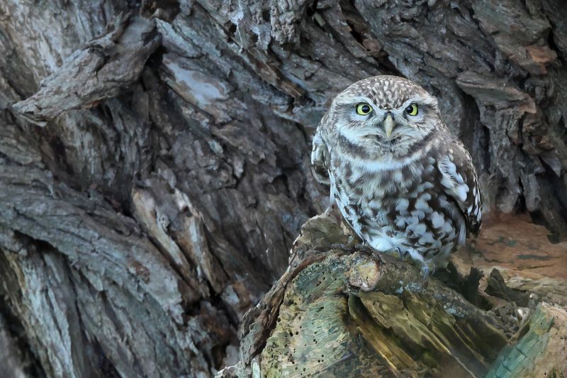 Little Owl (Athene noctua)