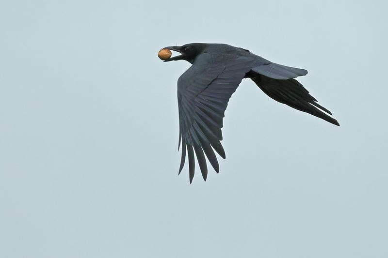Carrion crow (Corvus corone) 