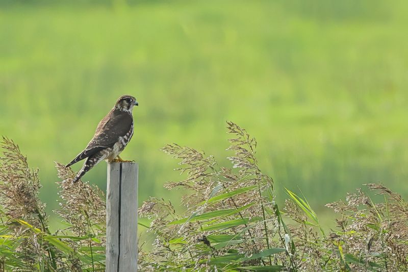 Merlin (Falco columbarius) 