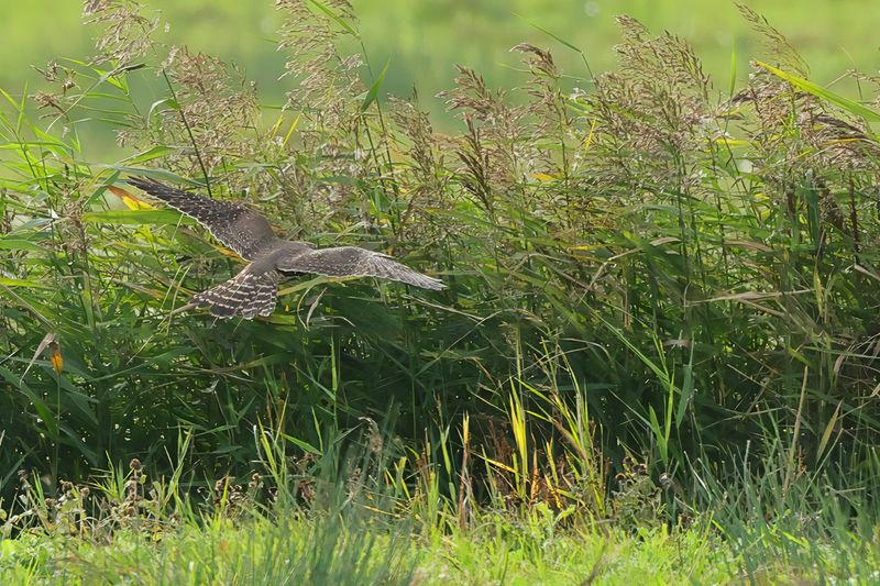 Merlin (Falco columbarius) 