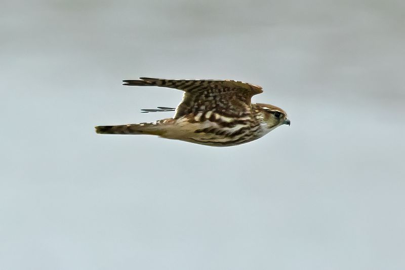 Merlin (Falco columbarius) 