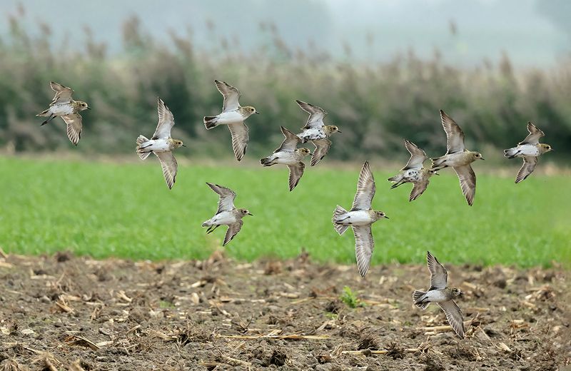 Eurasian Golden Plover (Pluvialis apricaria)	