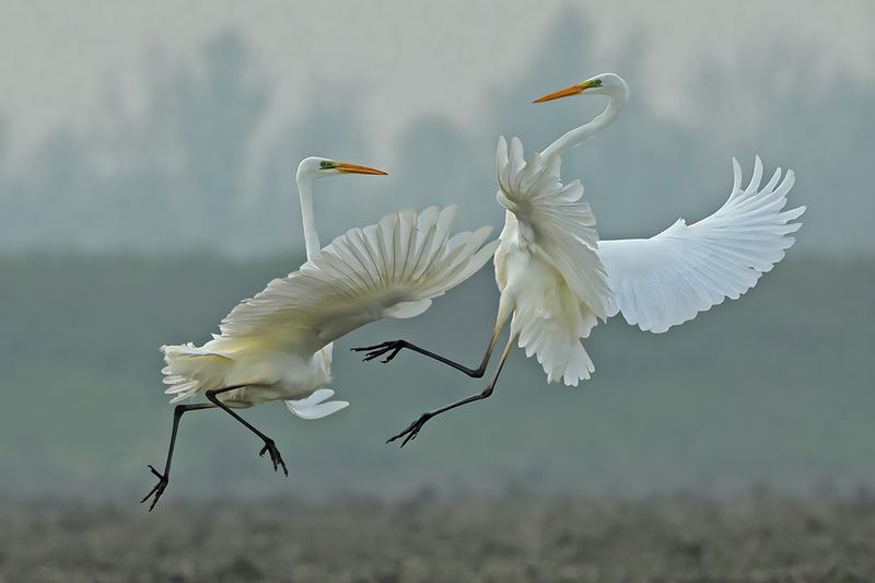 Gallery Great Egret