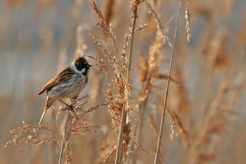 Common Reed Bunting (Emberiza schoeniclus)