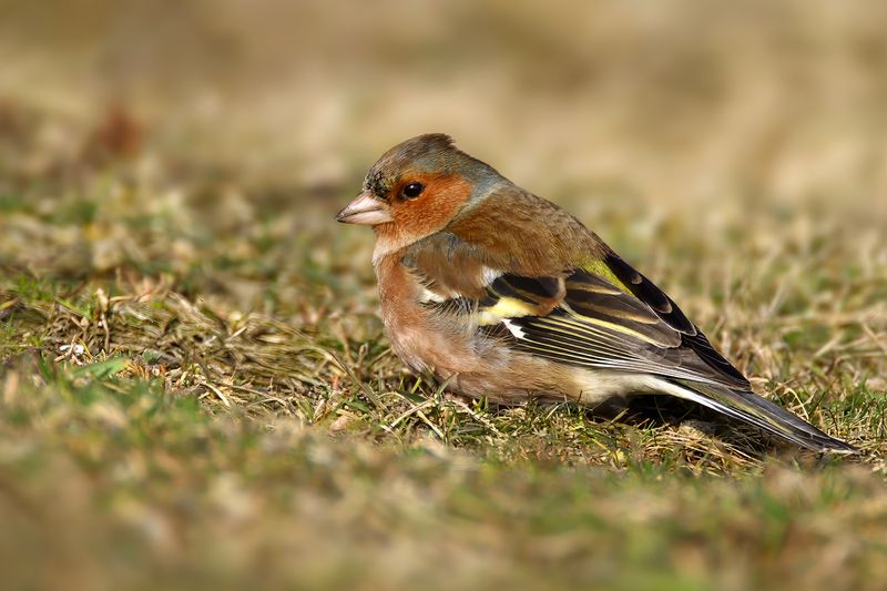 Common Chaffinch (Fringilla coelebs)	