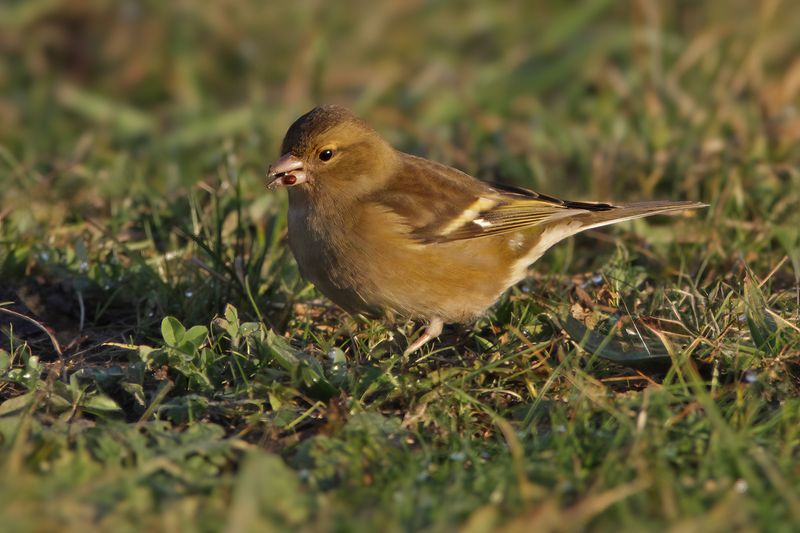 Common Chaffinch (Fringilla coelebs)	