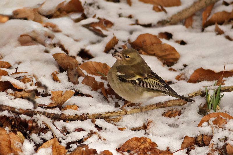 Common Chaffinch (Fringilla coelebs)	