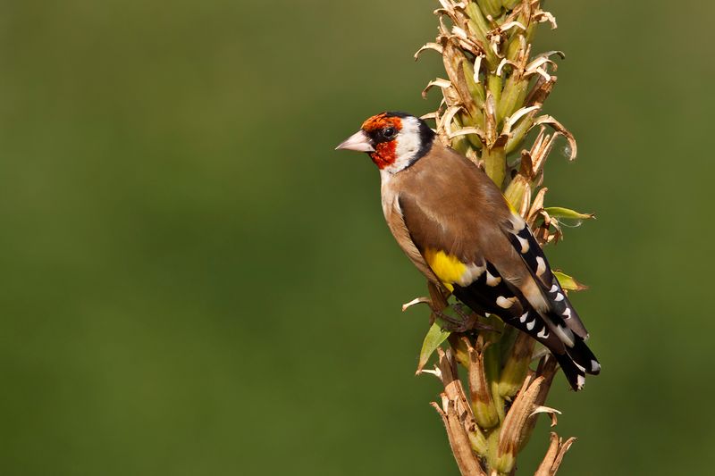 European Goldfinch (Carduelis carduelis)
