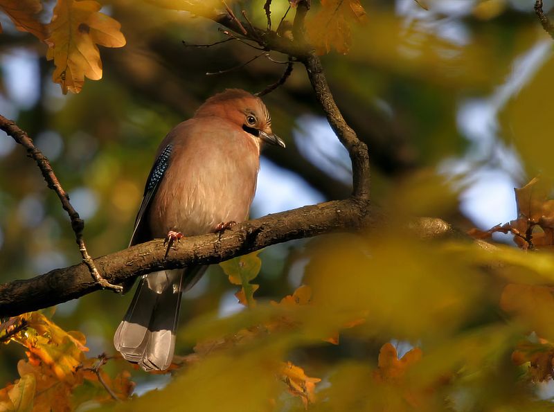 Eurasian Jay (Garrulus glandarius)