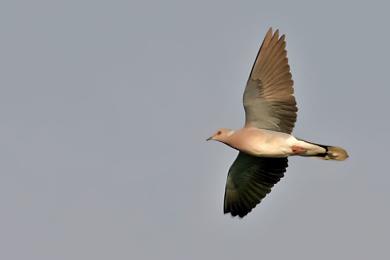 European Turtle Dove (Streptopelia turtur)