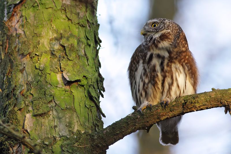 Eurasian Pygmy Owl (Glaucidium passerinum) 