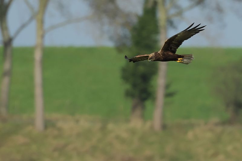 Western Marsh Harrier (Circus aeruginosus)