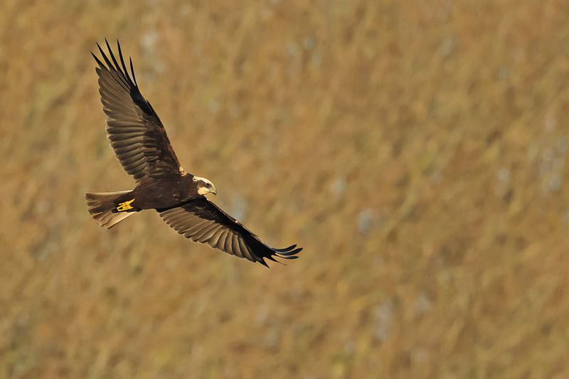 Western Marsh Harrier (Circus aeruginosus)