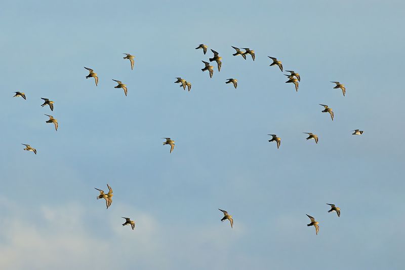 Eurasian Golden Plover (Pluvialis apricaria)