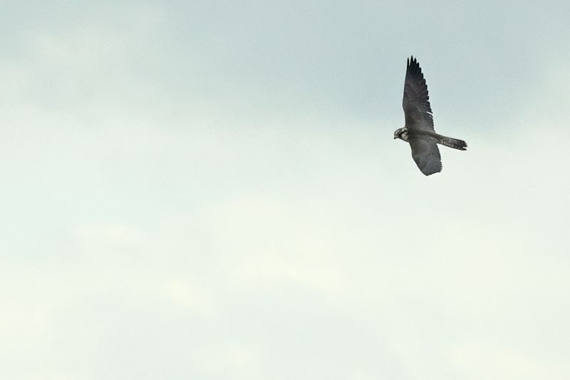 Tundra Peregrine (Falco peregrinus ssp. calidus)