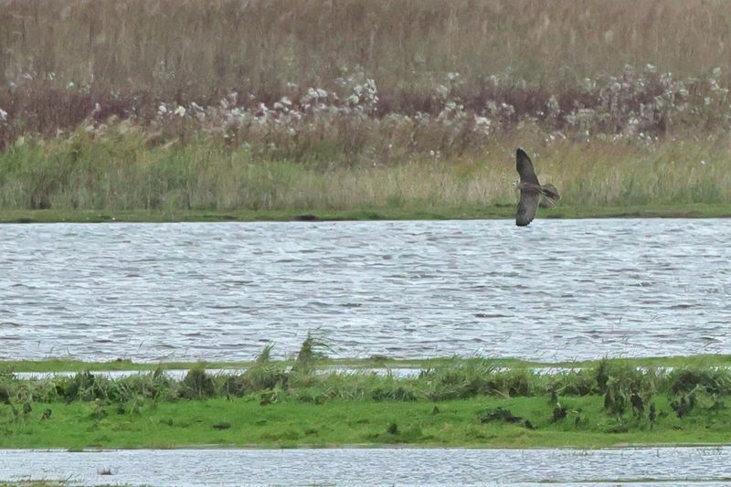 Tundra Peregrine (Falco peregrinus ssp. calidus)