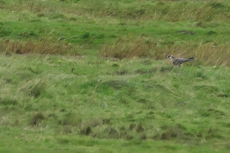 Tundra Peregrine (Falco peregrinus ssp. calidus)