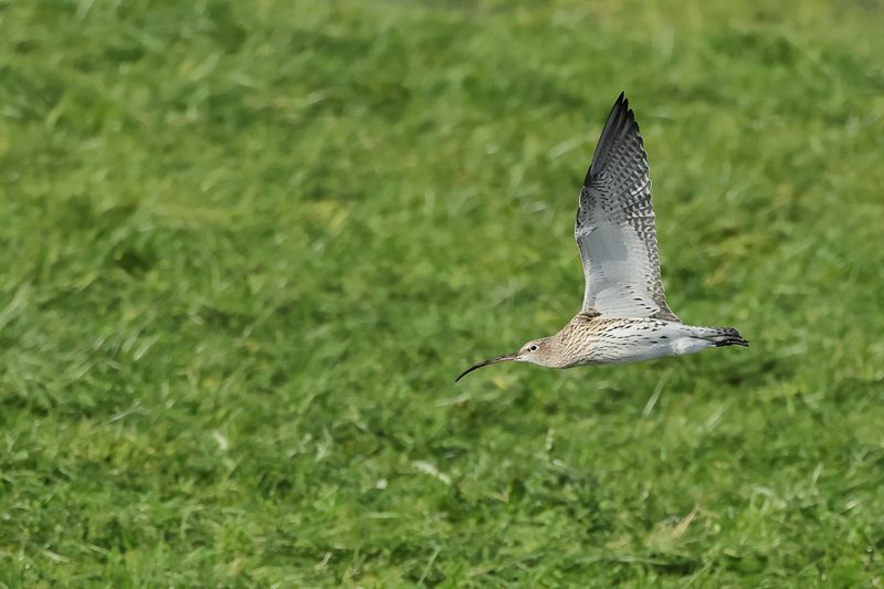 Curlew (Numenius arquata)