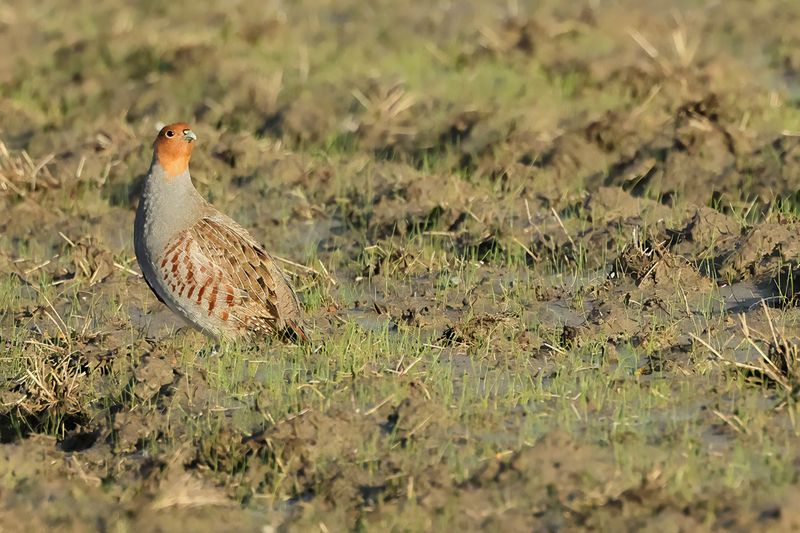 Grey Partridge (Perdix perdix)