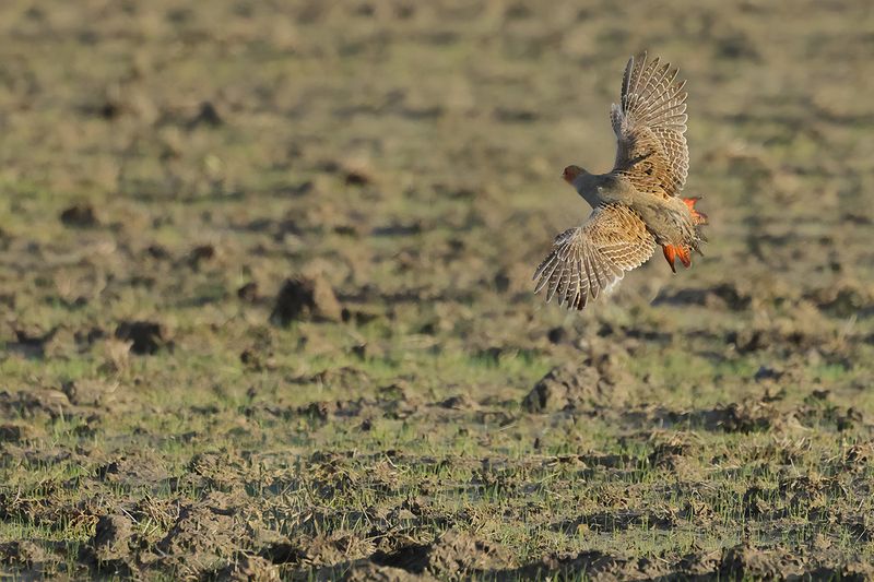 Grey Partridge (Perdix perdix)