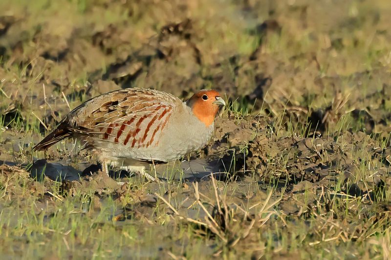 Grey Partridge (Perdix perdix)