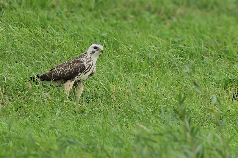 Common Buzzard (Buteo buteo) 