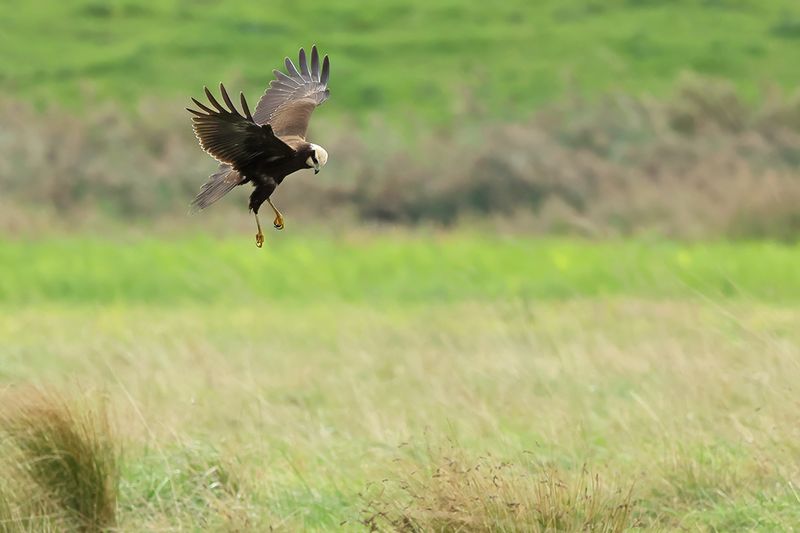 Western Marsh Harrier (Circus aeruginosus)