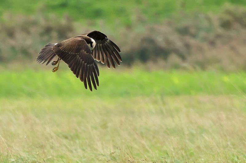 Western Marsh Harrier (Circus aeruginosus)