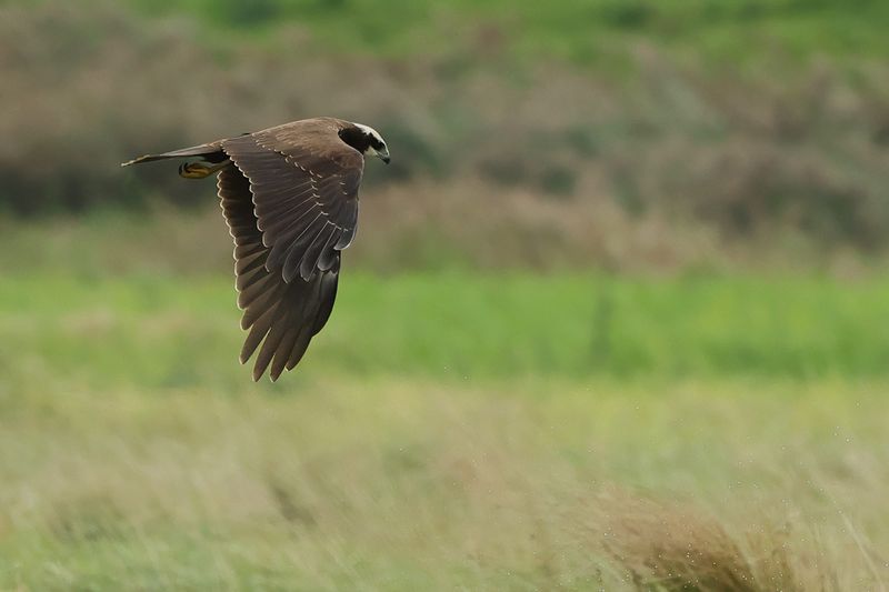 Western Marsh Harrier (Circus aeruginosus)